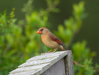 Wall Mural - female northern cardinal - cardinalis cardinalis - perched on roof of bird nesting box curiously loo