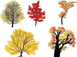 Wall Mural - five autumn trees collection isolated on white