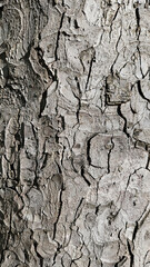 Canvas Print - bark of the trunk of a large chestnut, natural background