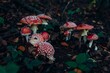 Closeup shot of red poisonous mushrooms growing on a forest floor