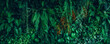 © NewSaetiew - Group of Green leaf and natural background. Close up tropical green leaves texture and abstract foliage. Tropical leaf nature concept.