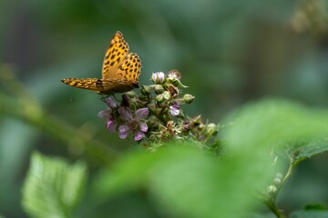 Sticker - a small butterfly sits on top of a tiny flower branch