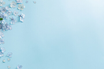 blue hydrangea flowers on blue background