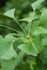 Sticker - High-resolution closeup shot of a lush green plant against a white background