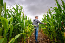 Farmer Checking His Crop, Corn Field.