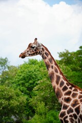 Sticker - Giraffe gently ambles through a lush green forest