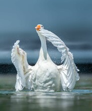 White Goose With Its Wings Spread Wide Mid-takeoff From A Body Of Water