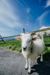 Wall Mural - Irish goat in Ireland blue sky