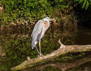 Wall Mural - Great blue heron perched on a log