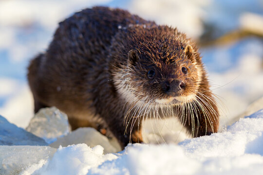 Wall Mural -  - Close-up portrait of an european otter Lutra lutra in winter.