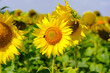 Sunflowers in Polish fields in the summer of 2023