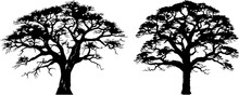Baobab Tree Detail Silhouette Art Illustration