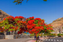 Beautiful View Of Flamboyant Flame Tree In Canary Islands In Spain.