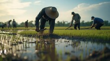 A Farmer Planting Rice In The Field Farmer Planting Rice In The Field Farmer Bows Rice Farming In Asia Rice Cultivation In The Rainy Season Using People Generated With AI
