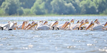 Pelicans On Water Surface In Summer Time