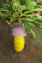 Canvas Print - Colorful flower of a sickle bush (Dichrostachys cinerea), southern Africa.