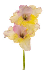 Wall Mural - gladiolus flower isolated