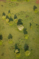 Wall Mural - Aerial view of trees in a field in the countryside in Kent, UK