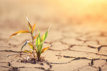 Drying Plant On A Cracked Barren Soil, Climate Change Concept