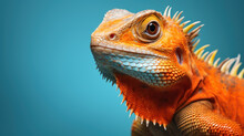 Advertising Portrait, Banner, Colorful Redhead Orange Tone Lizard Looks Straight , Isolated On Blue Background