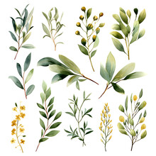 Watercolor Botanical Set Of Illustrations Of A Branch Of Butcher's Broom, Laurel And Eucalyptus. Generative AI