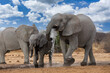 Elephants in etosha national park namibia