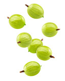 Falling Gooseberry isolated on white background, full depth of field