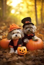 Two Dogs Dressed Up In Halloween Costumes With Pumpkins
