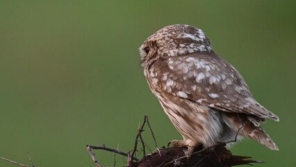 Wall Mural - Beautiful little owl in the wild Athena noctua. Cute bird turns his head funny and flies away. Slow motion.