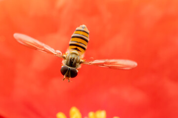 syrphid Sucking nectar on flowers