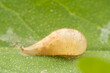 The pupae of aphid eating flies on wild plants