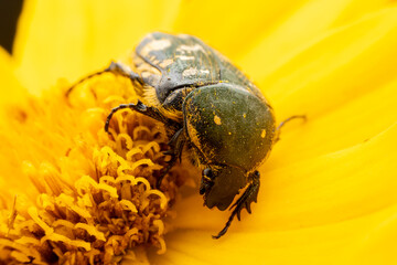 Wall Mural - Oxycetonia jucunda Faldermann sucks nectar on yellow flowers