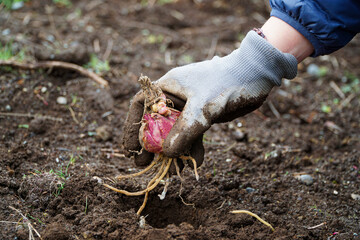 A hand wearing gardening gloves carefully planting a Lilium bulb in the soil, fostering the growth of a beautiful flower.