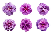 Selection Of Various Purple Flowers Isolated On Transparent Background