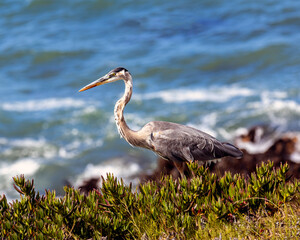 Wall Mural - Heron on the Beach 2