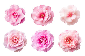 Wall Mural - Selection of various pink flowers isolated on transparent background