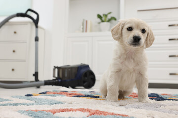 Sticker - Cute little puppy on carpet at home. Space for text