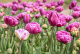 Fototapeta Tulipany - Beautiful colorful tulip flowers growing in field
