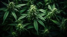Photo Full Of Cannabis Background Generated By AI