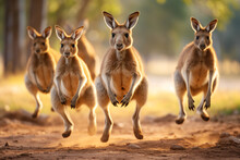Kangaroo Family Hopping In Unison