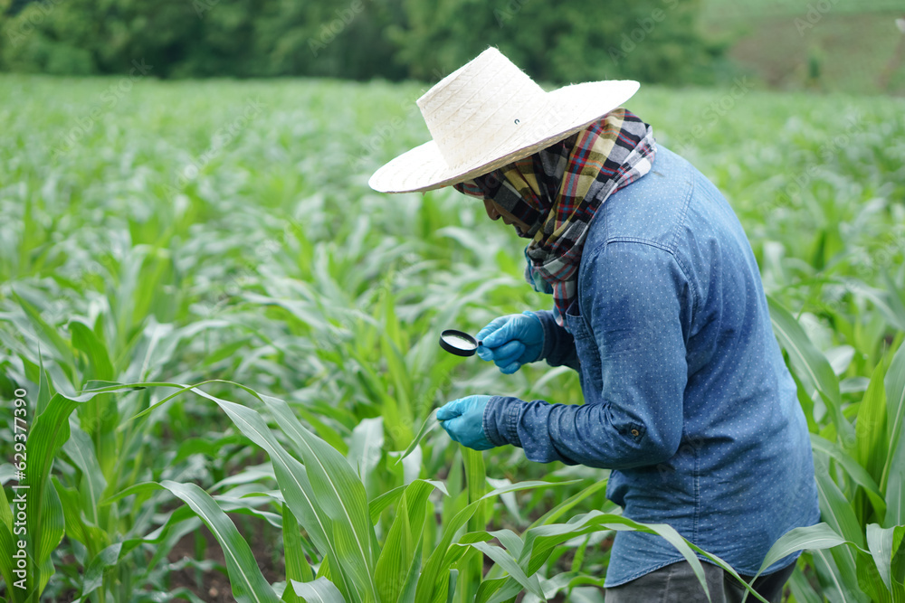 Inspecting Crops Asian man farmer hold magnifying glass to inspect plant disease ...
