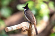 Red-whiskered bulbul , A bird with a melodious cry