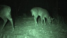 White-tailed Deer Doe Adult And Young Eating In Night In Infrared Or Infra-red