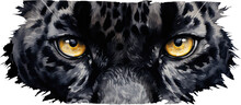 Black Jaguar Tiger Eyes Watercolor Illustration. Generative AI