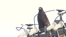 Closeup Of Golden Eagle Perched On Powerline Electric Utility Transformer Pole