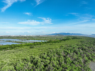 Green mangrove forest capture carbon dioxide. Net zero emissions. Mangroves capture CO2 from atmosphere. Blue carbon ecosystems. Aerial view mangrove trees and mudflat coastal. Natural carbon sinks.