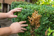 Hands of a gardener, who is removing dry yellow branches of boxwood bushes. The twigs and leaves of boxwood turn yellow because of the pest.