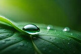 Fototapeta Łazienka - water drops on green leaf