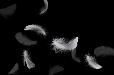 Wall Mural - abstract white bird feathers falling in the air. feathers floating on black background.