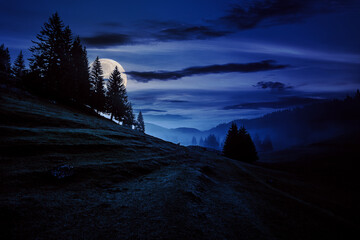 Wall Mural - fir trees on meadow between hillsides with conifer forest in fog under the blue sky at night. wonder